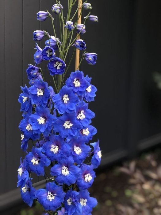 Дильфиниум,  многолетний.