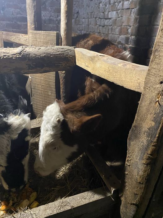 Продам бычков и телочку