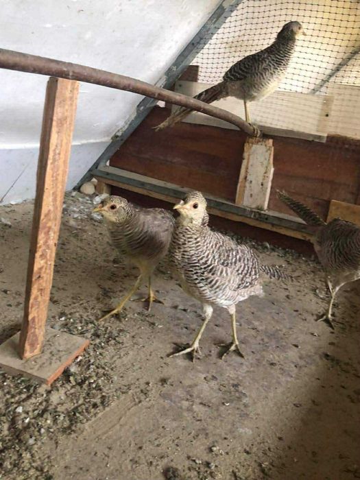 Păuni Spalding și Cameo Fazani si Fazanite