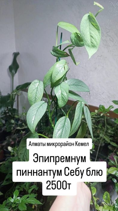 Комнатные растения