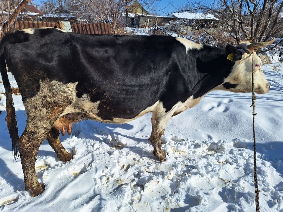 Продам две коровы