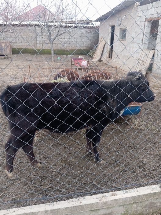 Жывотнын теленок