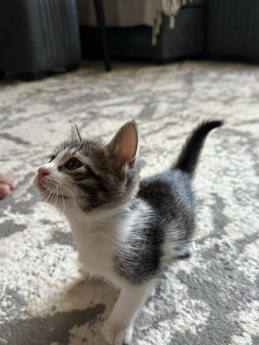Котёнок(мальчик) ищет любящую семью