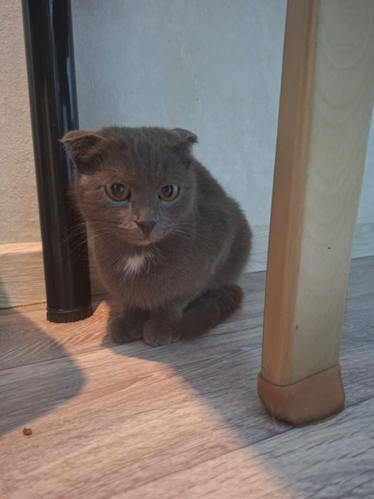 Молодая  кошечка 8 месяцев