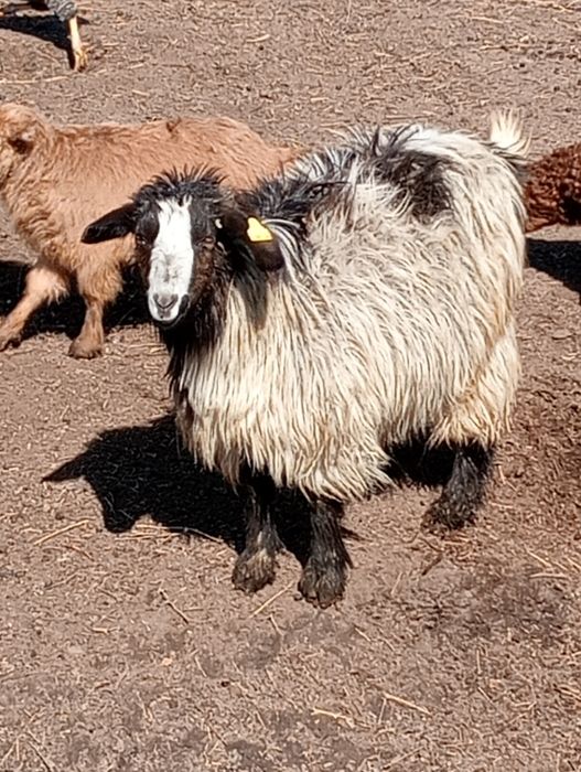 Семіз ешкі сатылады.