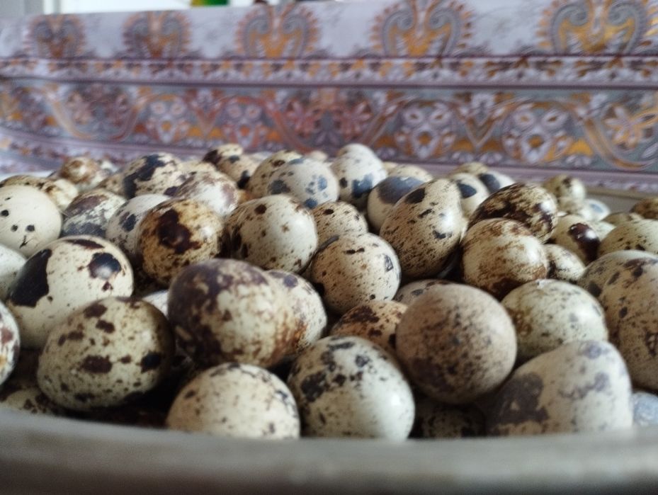 Бедана тухум, bedana tuxum