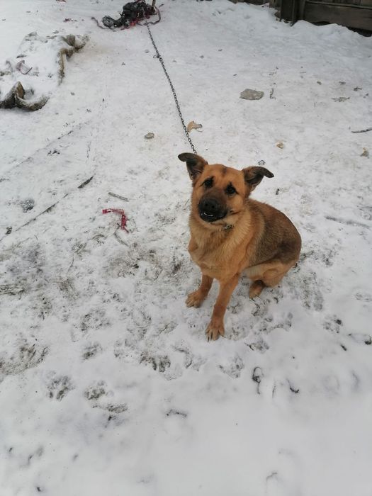 Отдам в добрые руки щенка . Находимся в районе 4 гор. больницы