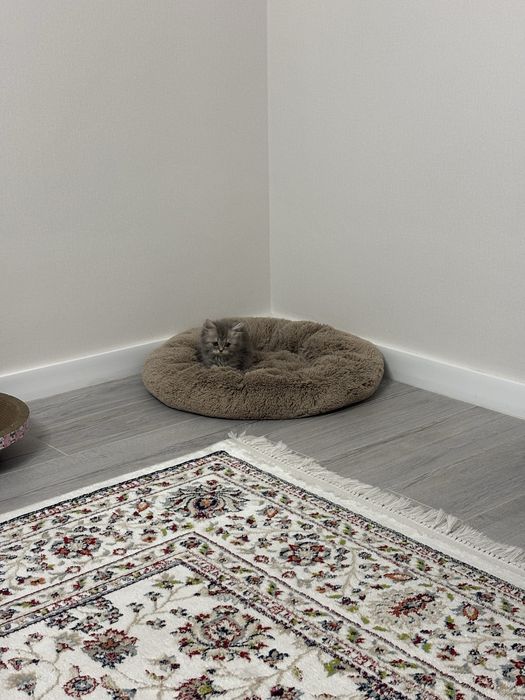 Котенок британка