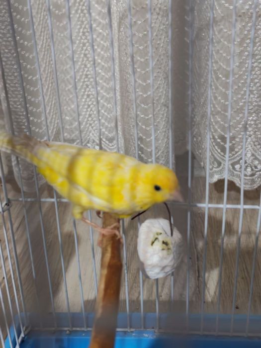 Продается канарейка, 2 года, пение тройник