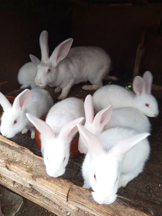 Животни-Зайци!!!