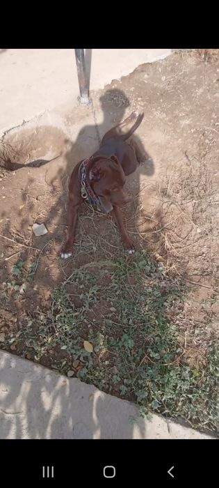 Пидбул сатылады 70000