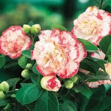 Camelie diverse culori