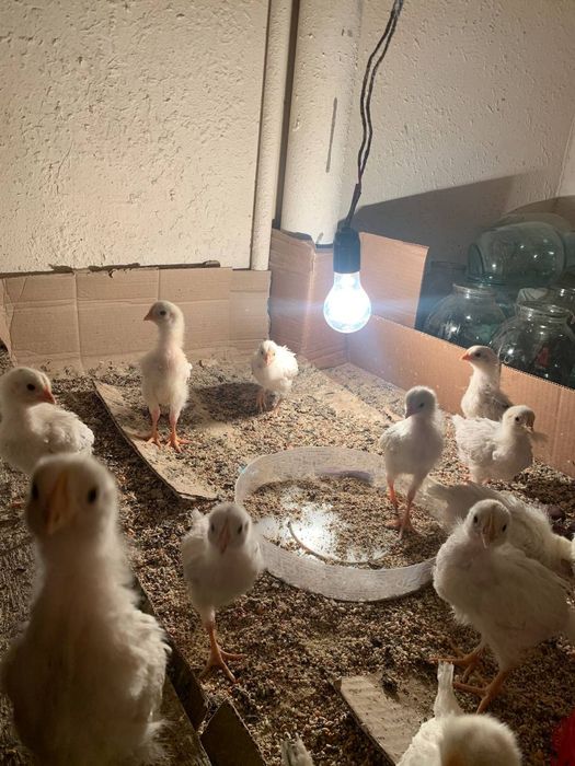 Jojalar tuxum yonalishida