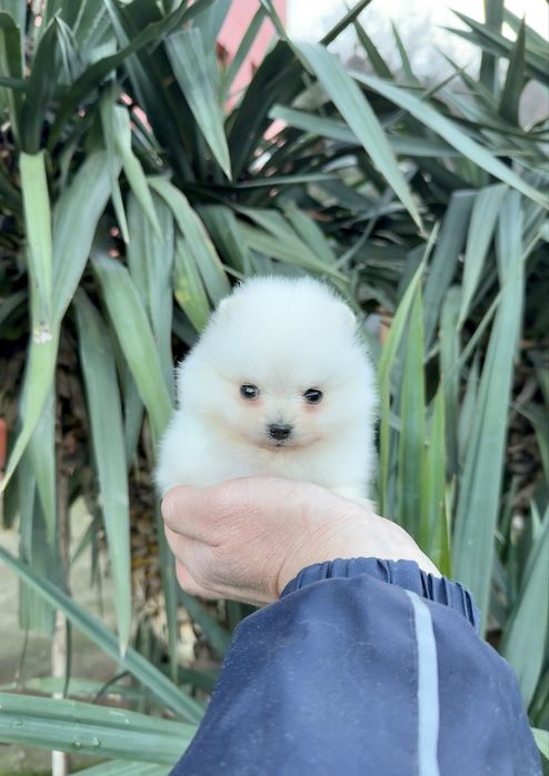 Померан мини момче. Померанче