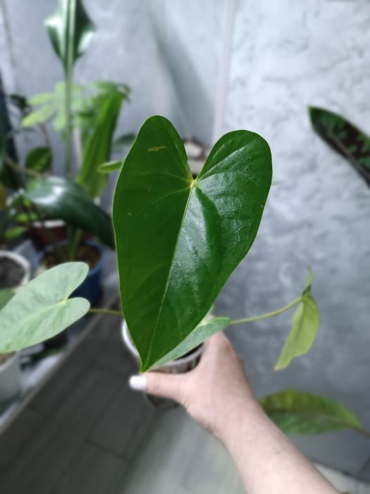 Продам комнатные растения