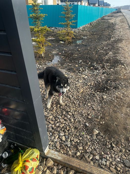 Молодая хаски девочка ищет дом