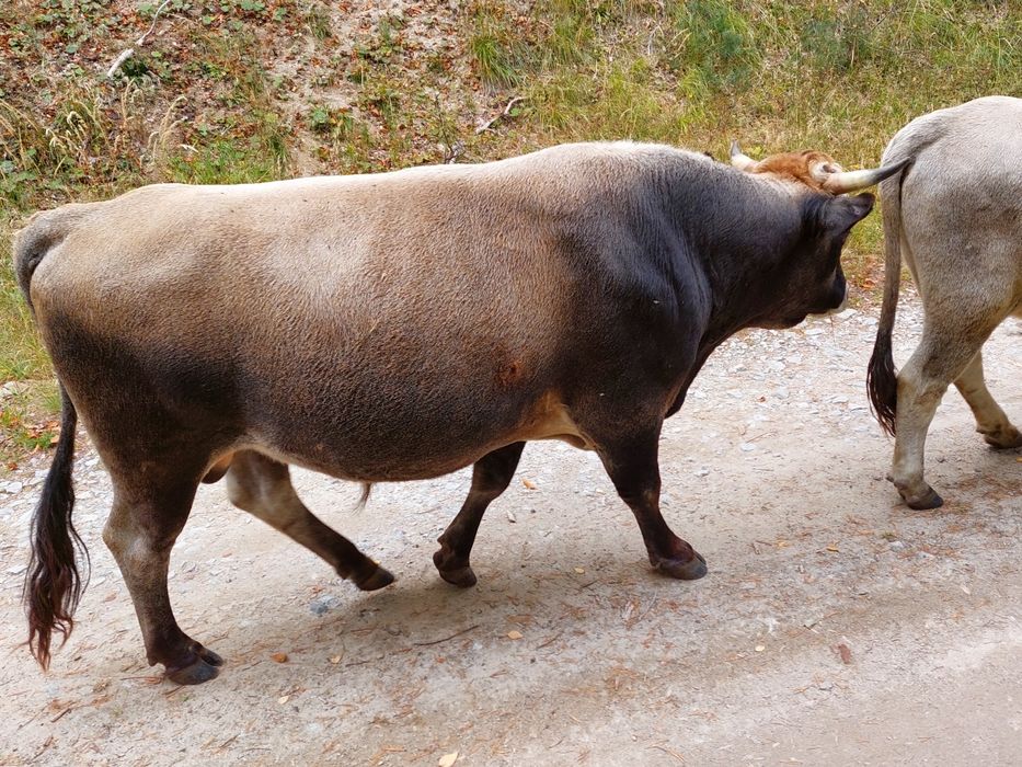 Продавам крави и бикове