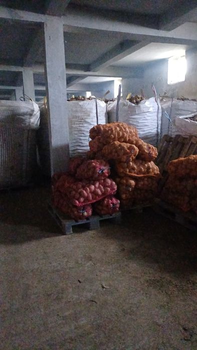 Cartofi consum, sămânță si pentru animale ( albi și rosii  )