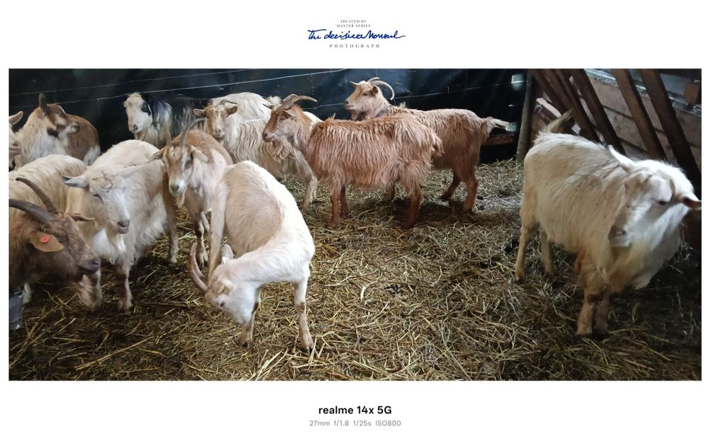 Vând capre gestante