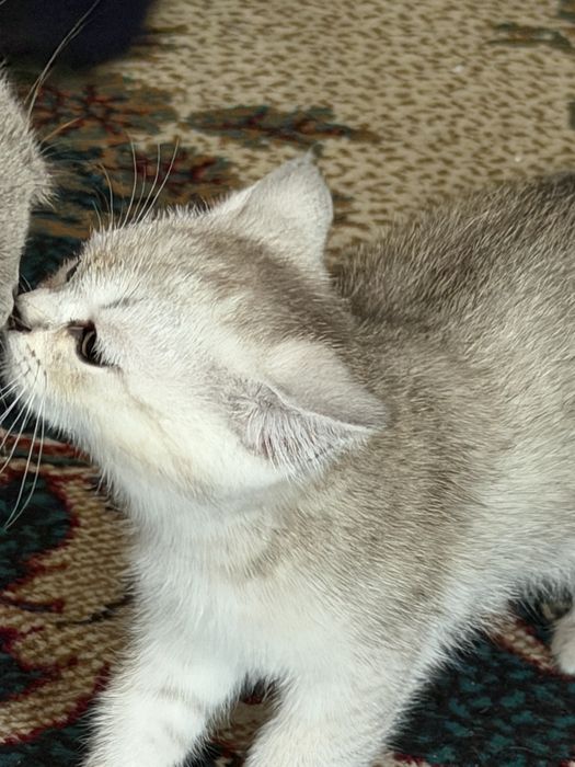 Коцята 2 ойлик 3 та бор