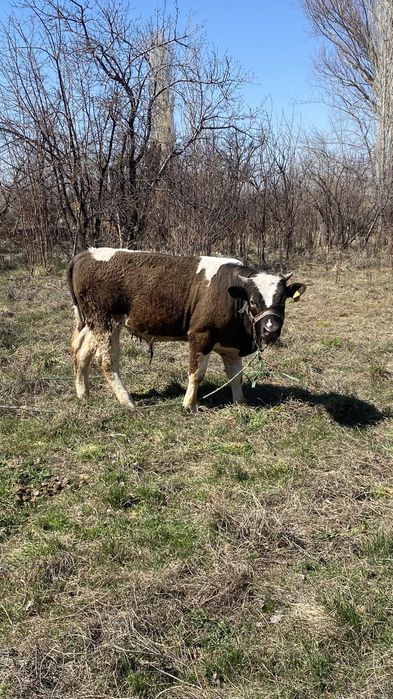 Бұқа сатылады 2 жасар баиланған