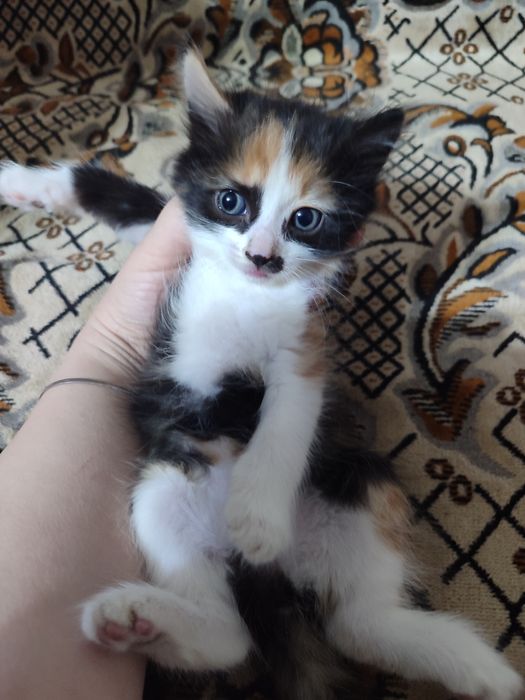 Девочка, котенок в добрые руки