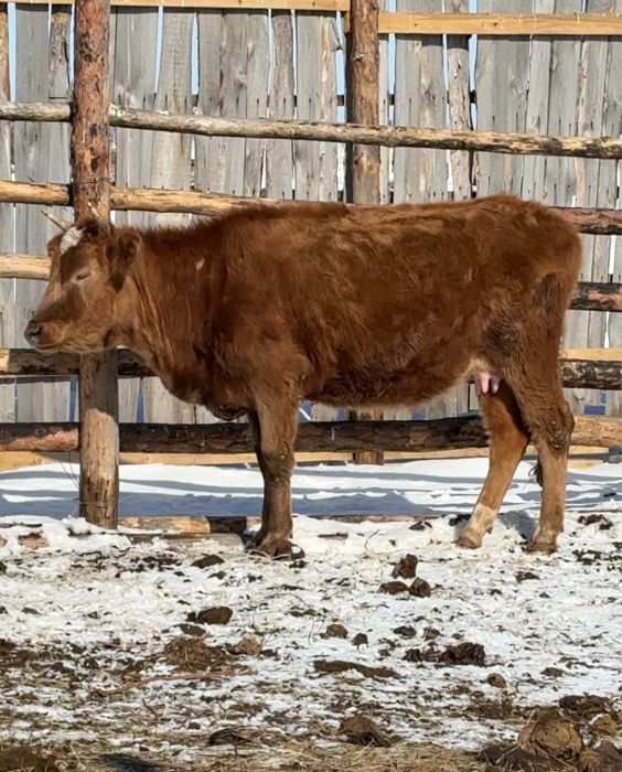 Продам корову 3года