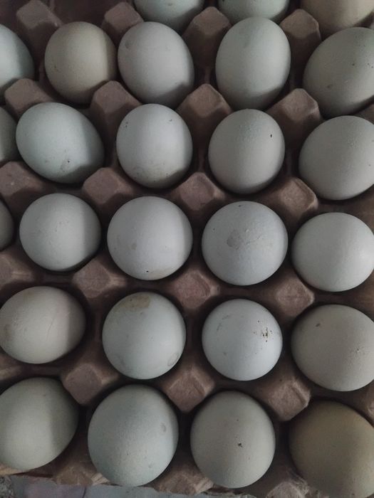 Продам  кур помесь Амераукана