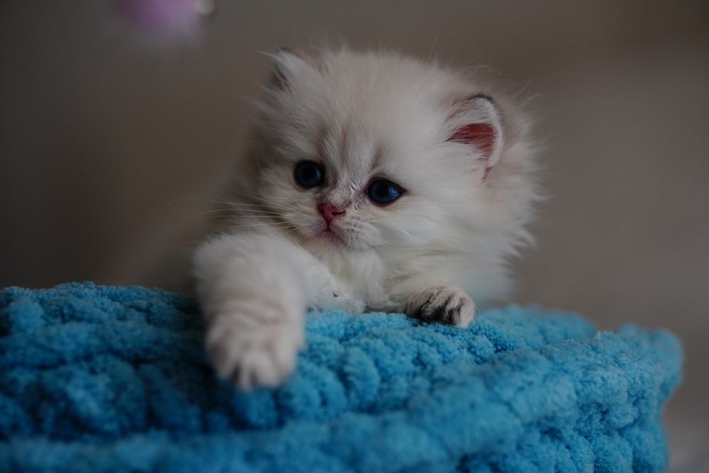 Baietel British Longhair cu Pedigree impreuna cu toate testele genetice / Felisa autorizata
