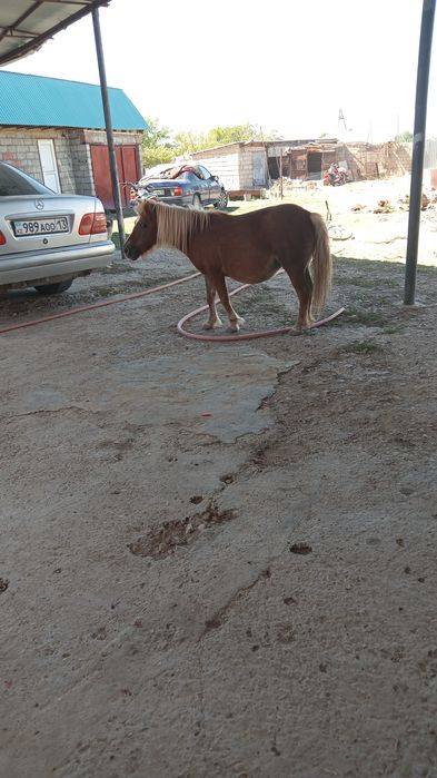 Пони сатылады 3 бас