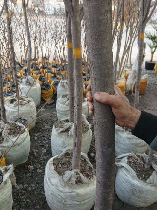 100% ishonchli Pisar koʻchatlar