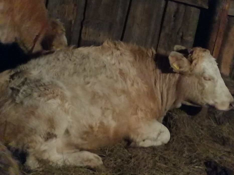 Продам тёлку 1.9год