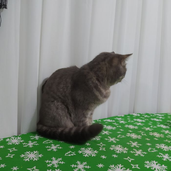 Продается котенок
Возраст 2,5 месяца.
Лоток: приучен.
Питание: печенка