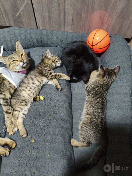 Отдам котят даром срочно