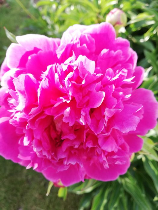 Корни бардового пиона