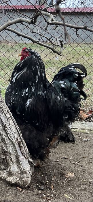 Продавам разплодни яйца от Мозаечна брама [Mottled Brahma]