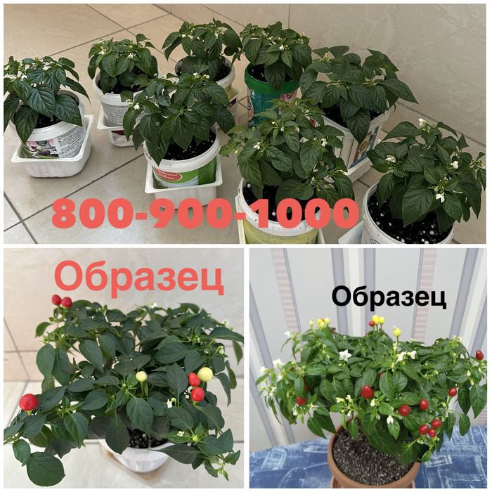 Горький комнатный перец