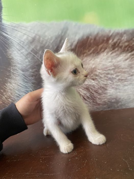 Котята бесплатно