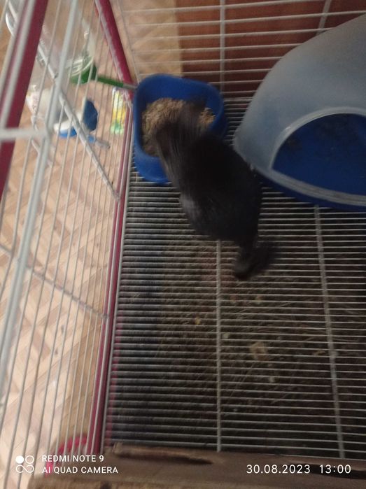 Шиншилла с клеткой