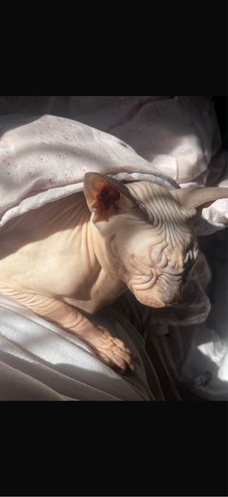 Отдам кота,3 годика.