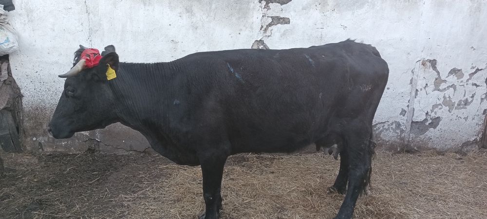 Продам молочную корову