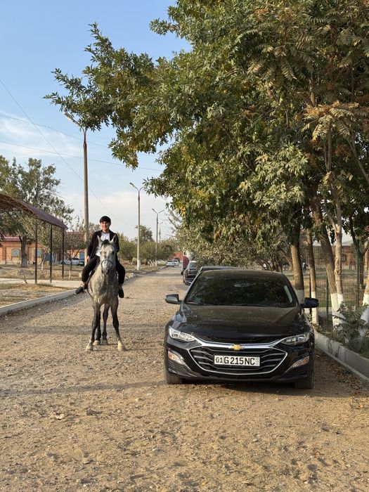 Rent car 215/ Ijaraga avto / прокат авто