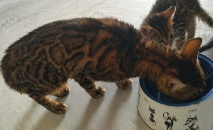 Отдам котят  бенгалские