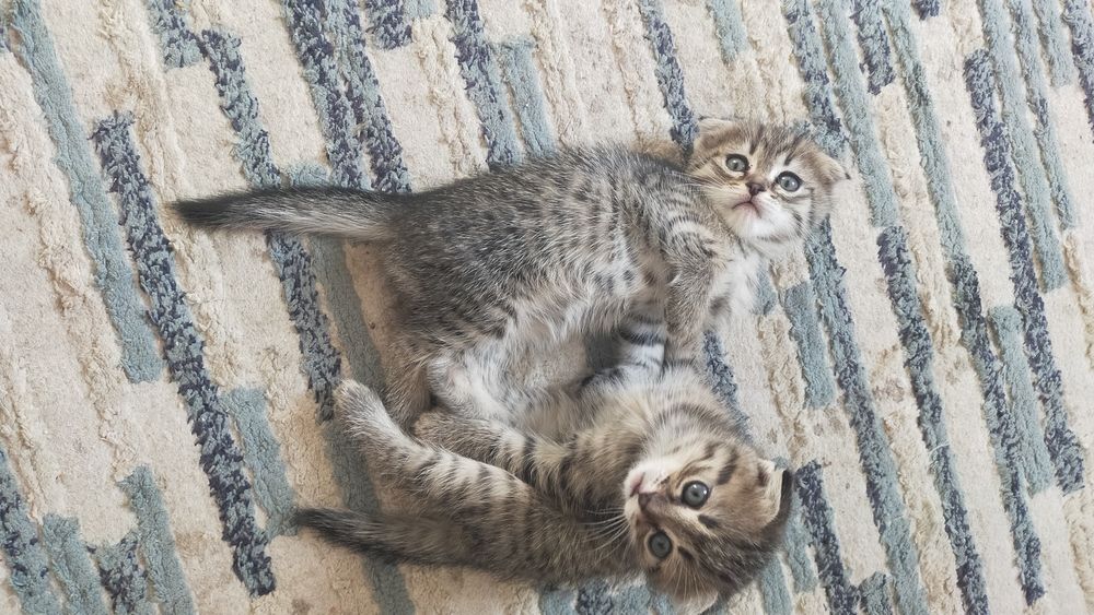 Вас сапппппппппп