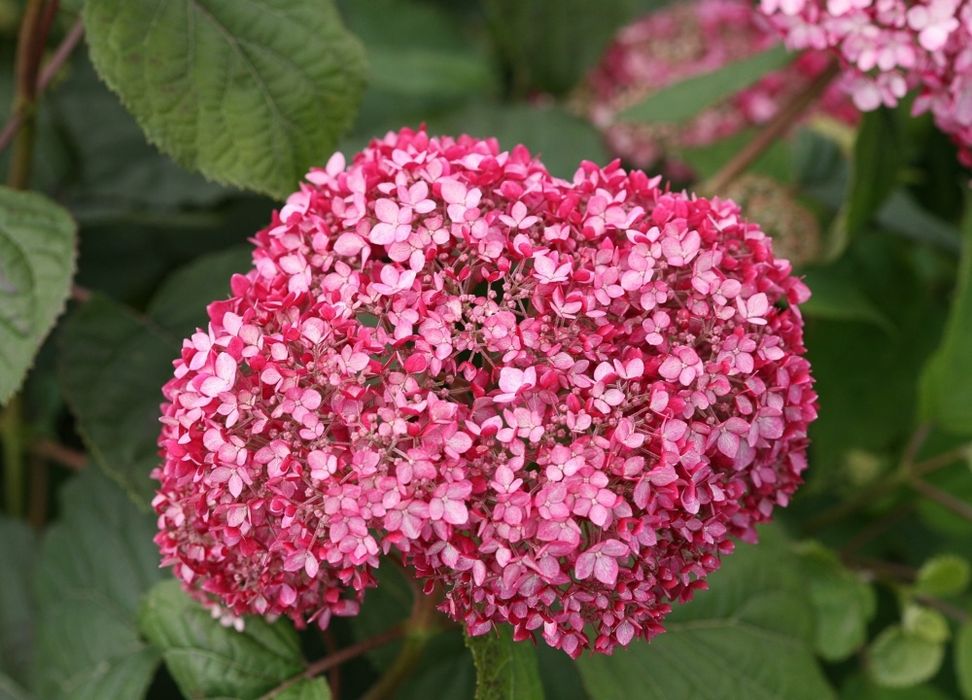 Саженцы гортензии