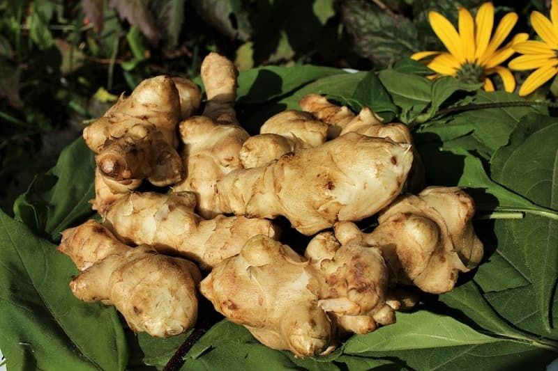 Продам топинамбур земляная груша