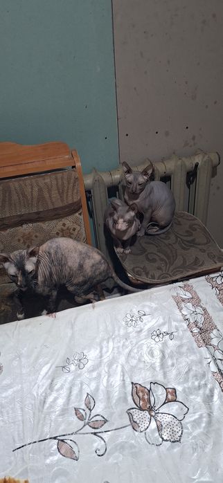 Отдаю взрослых кошек свинксов.