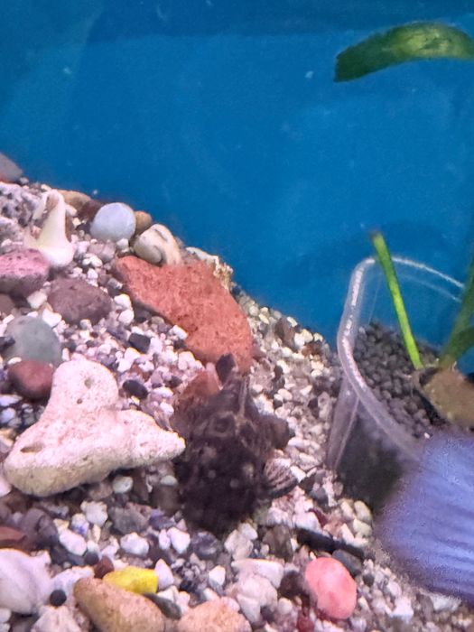 Аквариум с рыбами и черепахой