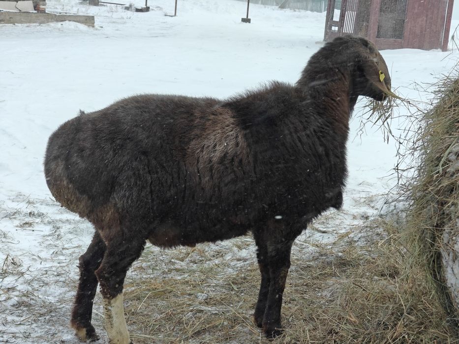 Продам гиссарского барана