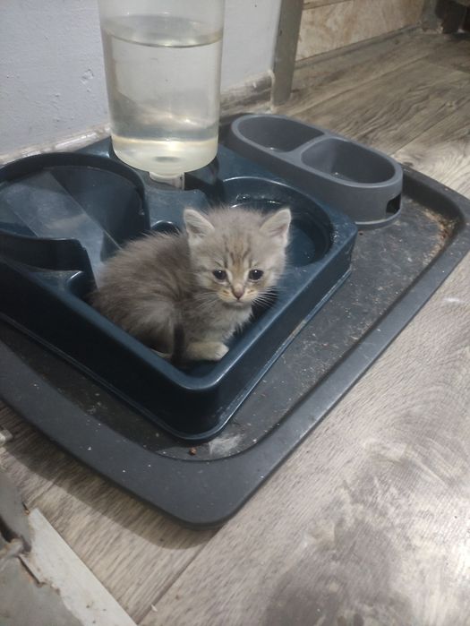 Котята скотшфолд и скотишстрайт